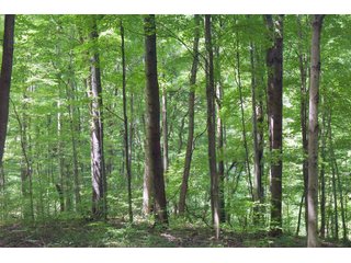 Tract 7 - Timberland & Farmland in Noble County, OH - LAND AUCTION - 12,200+/- ACRES OFFERED IN 65 TRACTS IN NOBLE COUNTY, OHIO